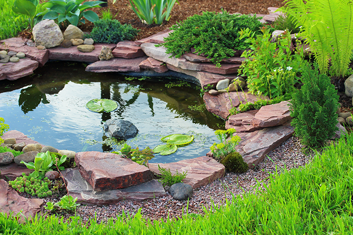 Pond in the backyard